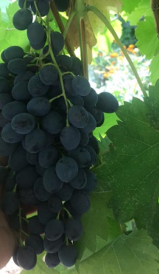 виноград сорт Cabernet Sauvignon
